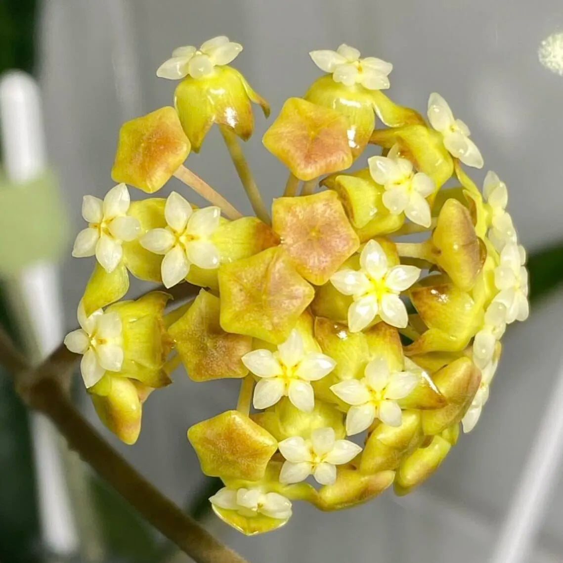 Ball Orchid - Falling Stars From The Sky