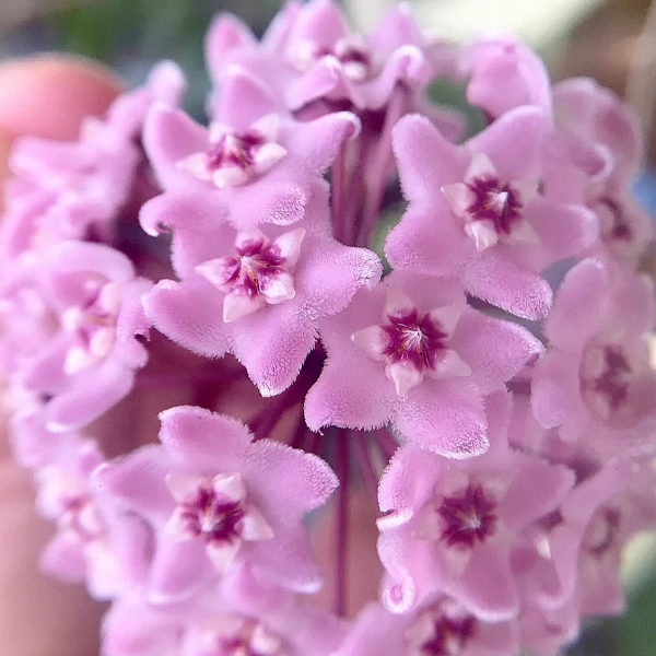 Ball Orchid - Falling Stars From The Sky