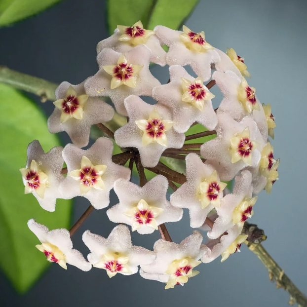 Ball Orchid - Falling Stars From The Sky