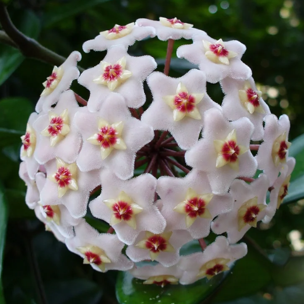 Ball Orchid - Falling Stars From The Sky