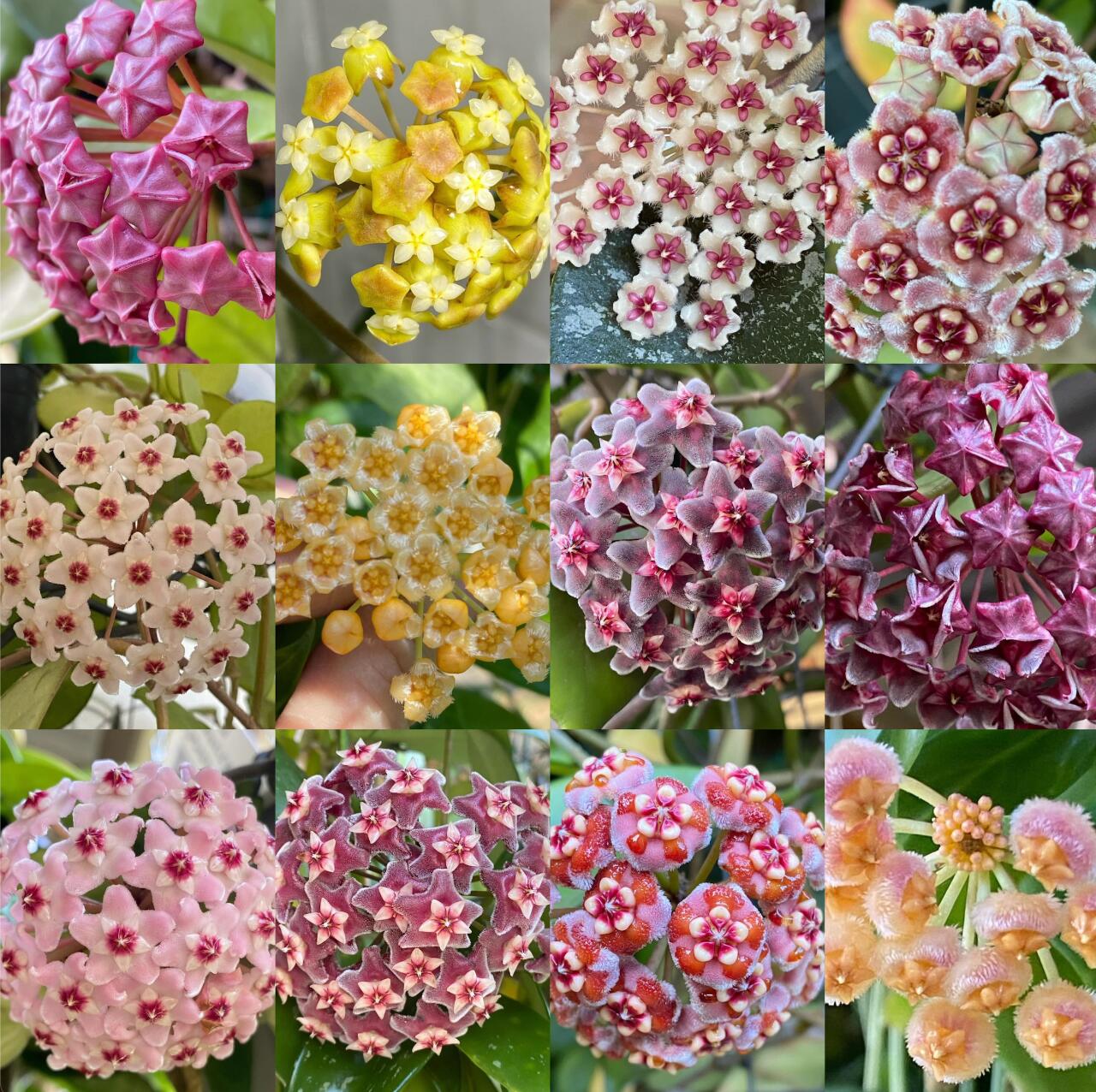 Ball Orchid - Falling Stars From The Sky