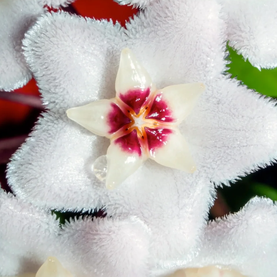 Ball Orchid - Falling Stars From The Sky