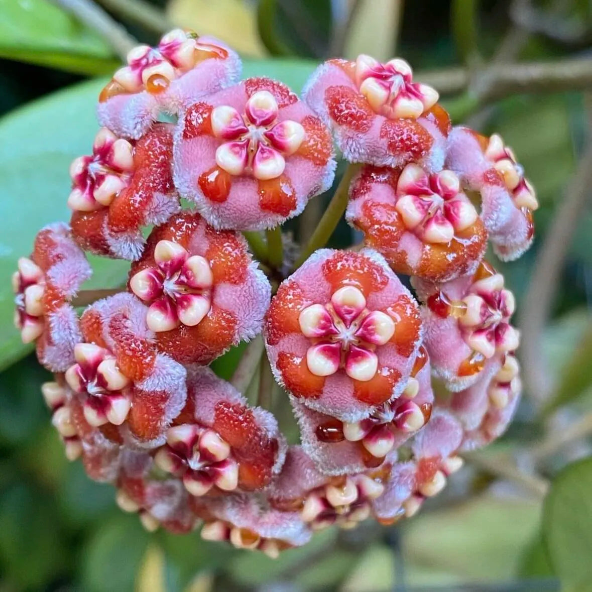Ball Orchid - Falling Stars From The Sky