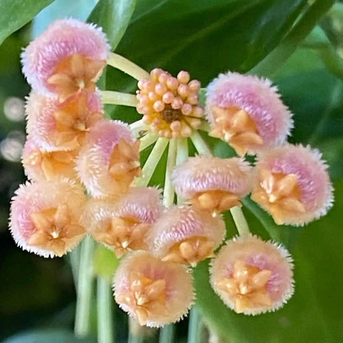 Ball Orchid - Falling Stars From The Sky