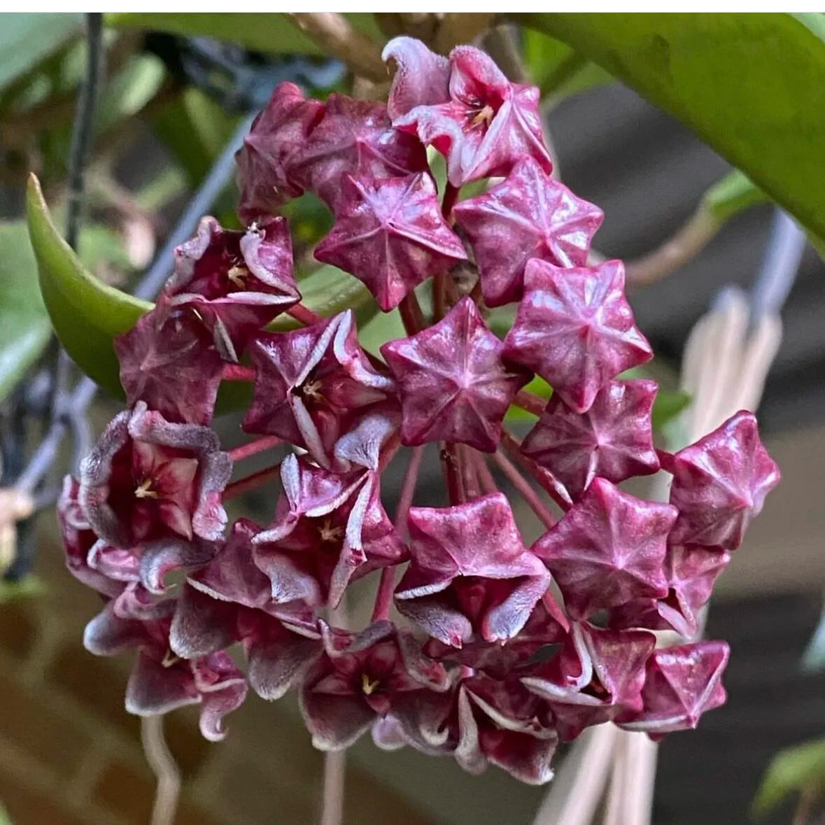 Ball Orchid - Falling Stars From The Sky