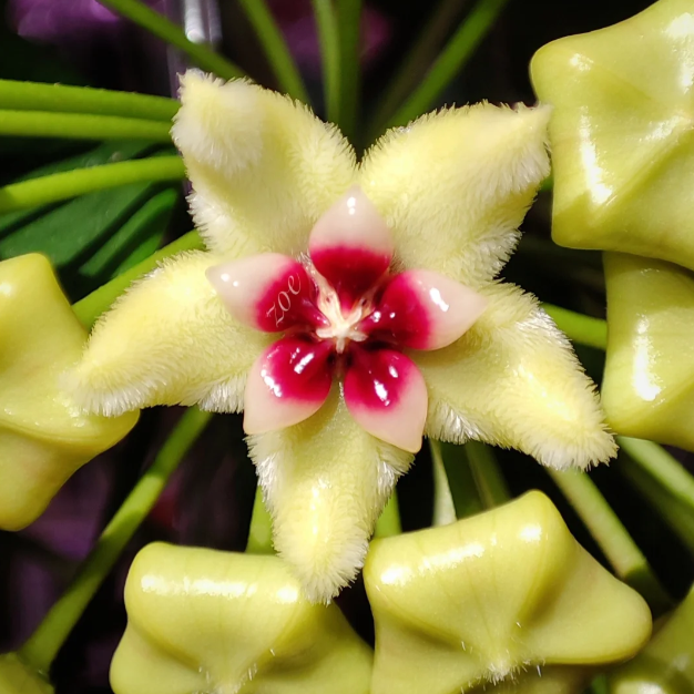 Ball Orchid - Falling Stars From The Sky