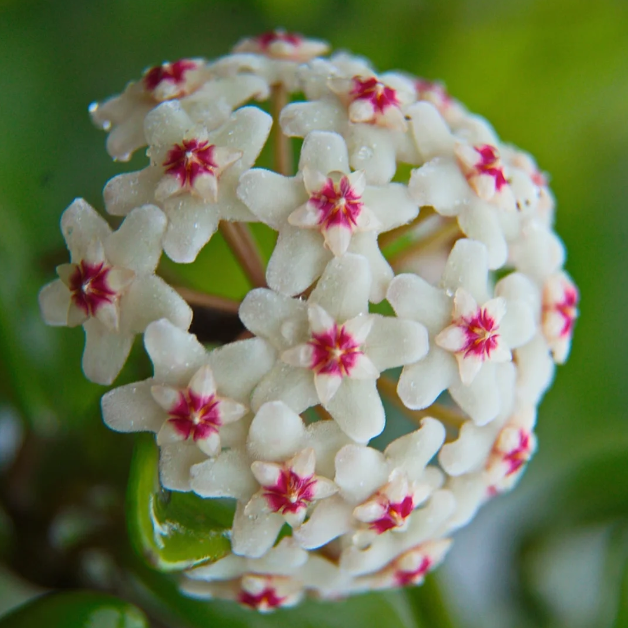Ball Orchid - Falling Stars From The Sky