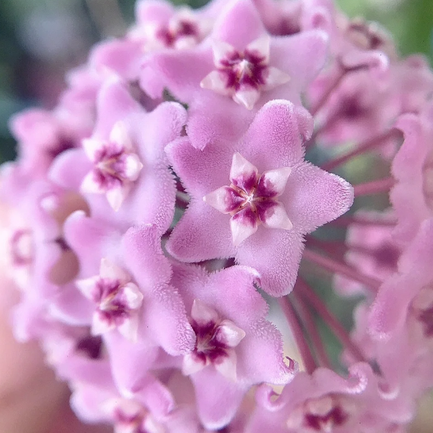 Ball Orchid - Falling Stars From The Sky