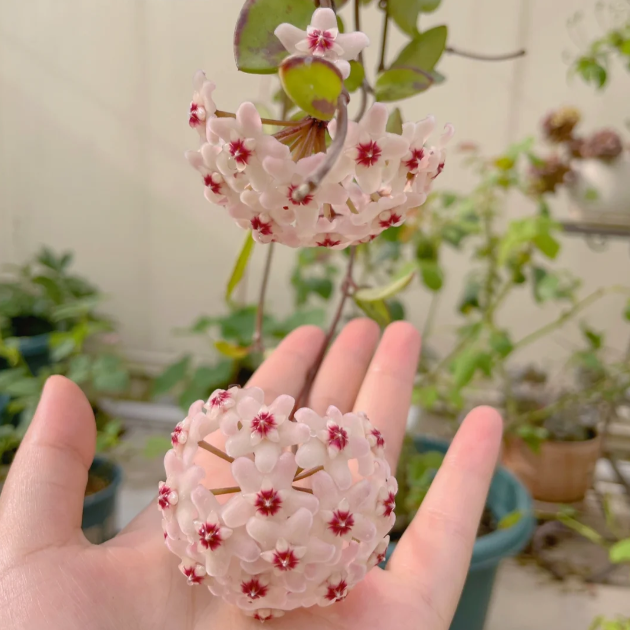Ball Orchid - Falling Stars From The Sky