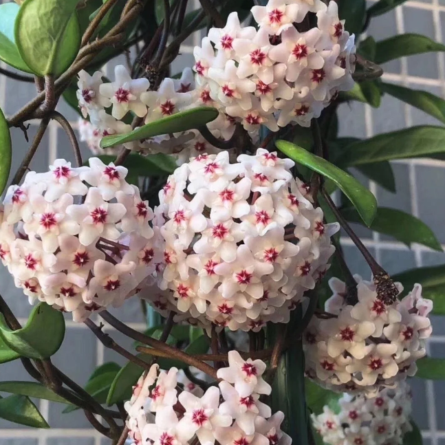 Ball Orchid - Falling Stars From The Sky