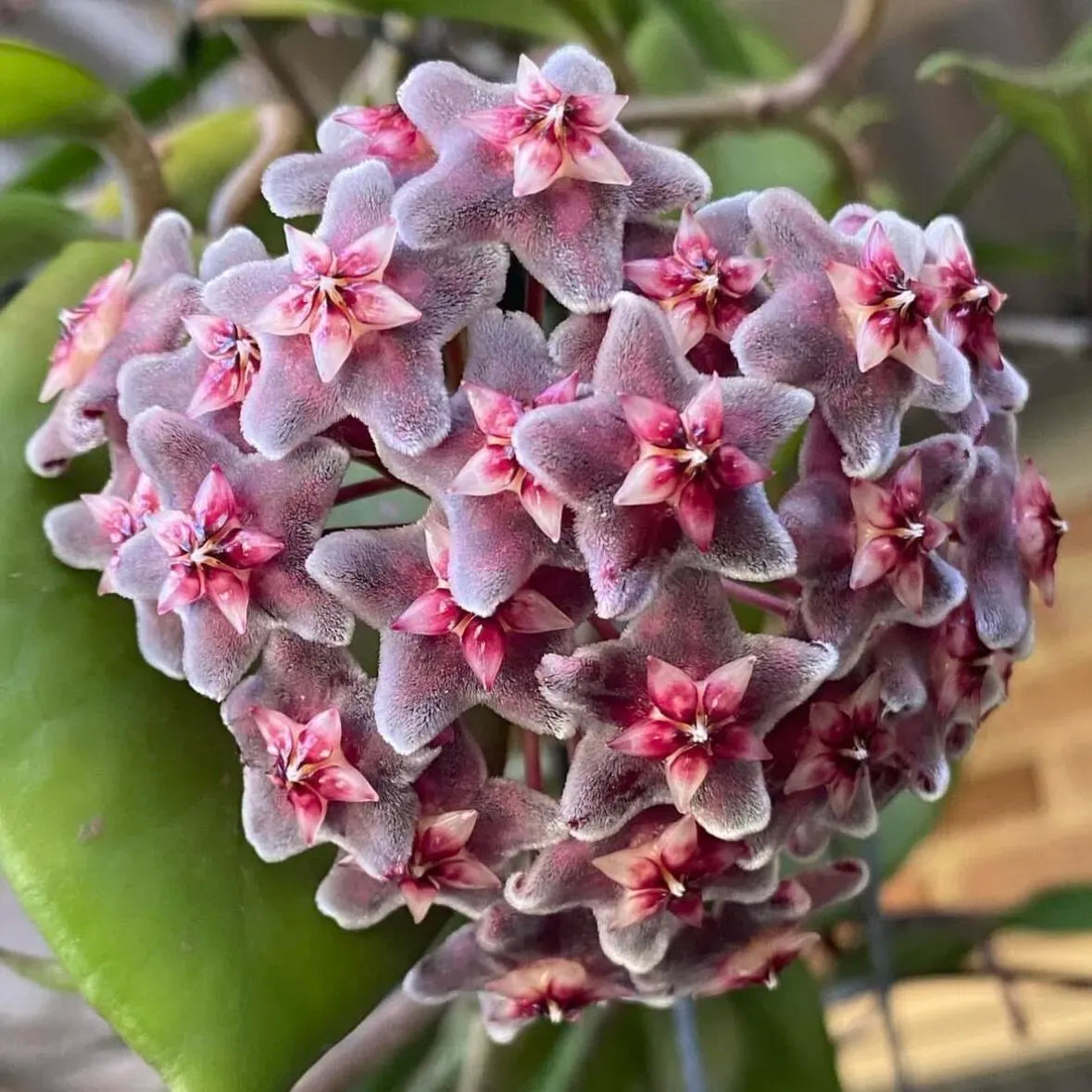 Ball Orchid - Falling Stars From The Sky