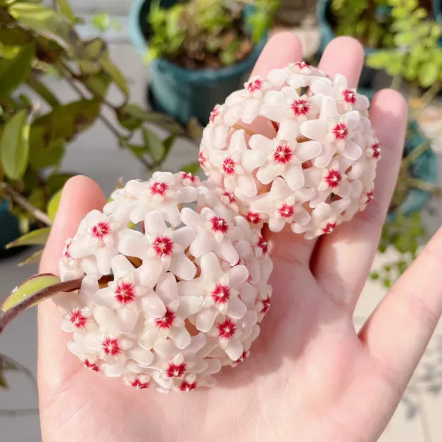 Ball Orchid - Falling Stars From The Sky