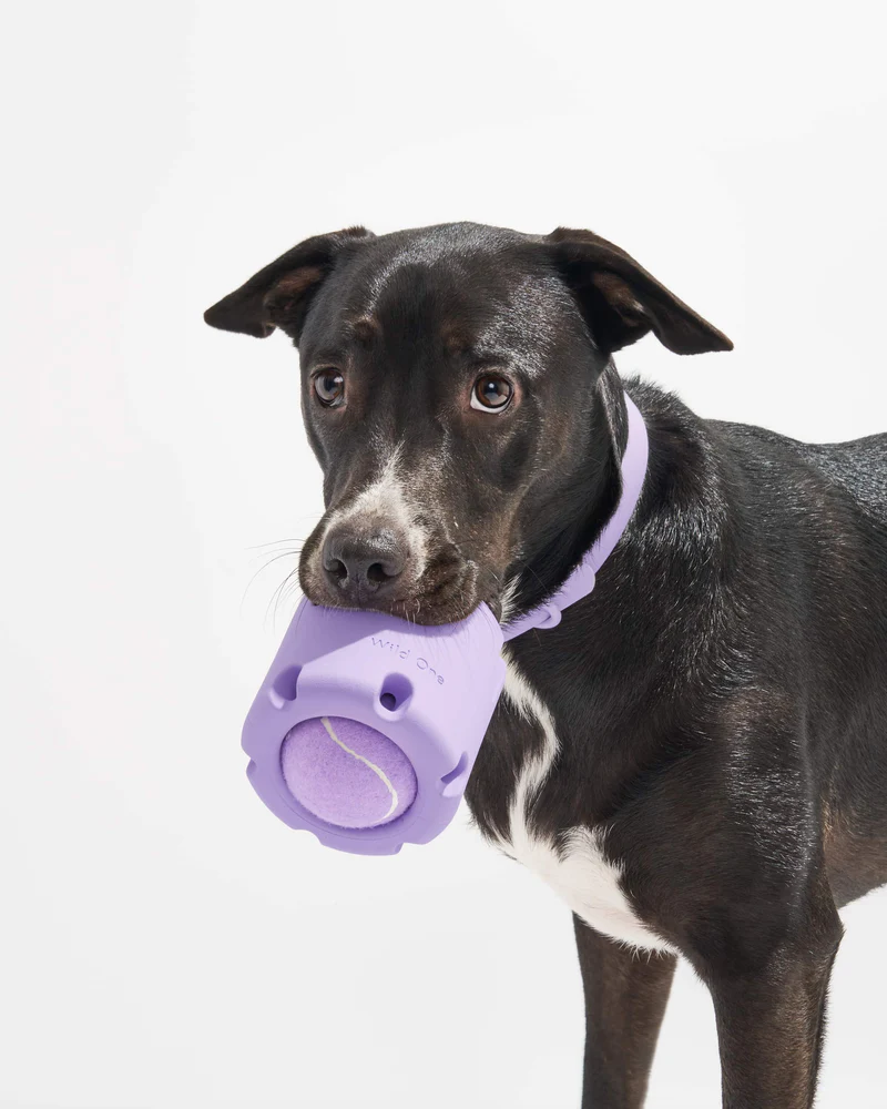 Pet Toy: Tennis Tumbling